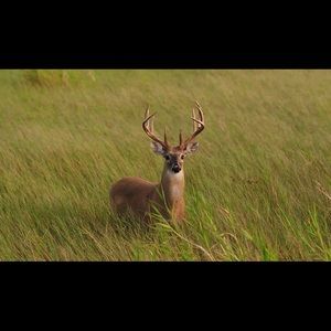 Meet your Posher, Charles